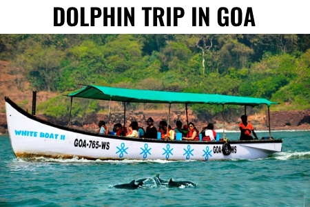 Dolphin trip in goa